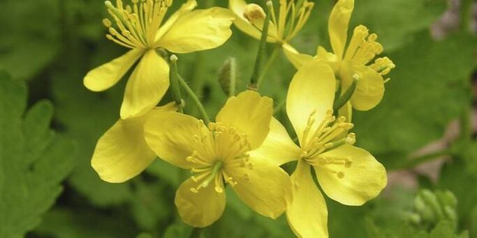 celandine for nail fungus