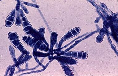 Bacteria that cause nail fungi