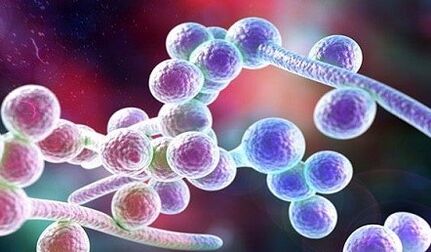 Candida fungus